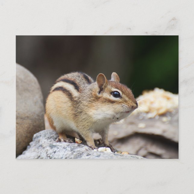 Cartão Postal Chipmunk numa pedra (Frente)