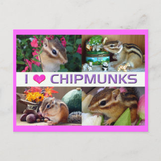 Cartão Postal Chipmunks Pohto
