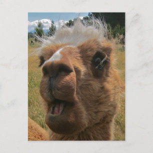 Cartão Postal Chipper Alpaca