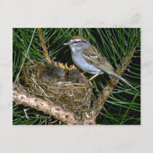 Cartão Postal Chipping Sparrow and two nestlings