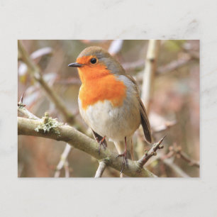 Cartão Postal Chirpy Robin
