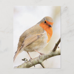 Cartão Postal Chirpy Robin