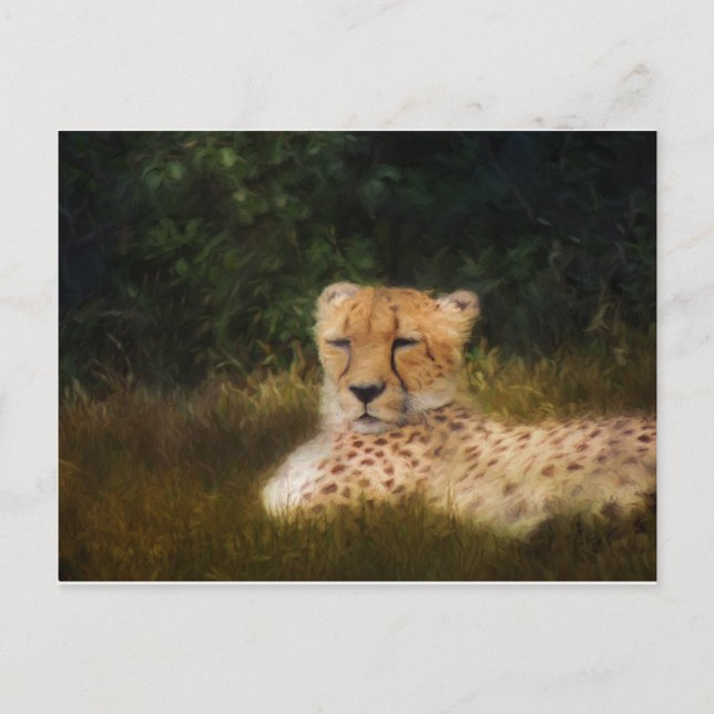 Cartão Postal Chita Reclinada no Fossil Rim Wildlife Center (Frente)