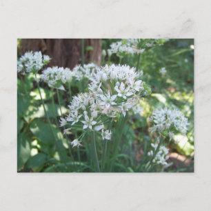 Cartão Postal Chive Blossoms