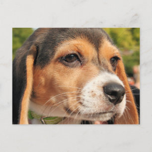 Cartão Postal Chloe - Beagle Foto-19