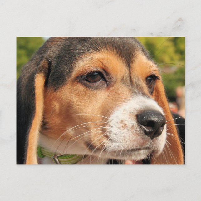 Cartão Postal Chloe - Beagle Foto-19 (Frente)