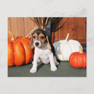 Cartão Postal Chloe - Beagle Photo-1