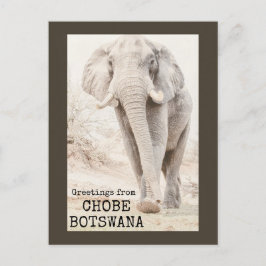 Cartão Postal Chobe Botswana Elephant