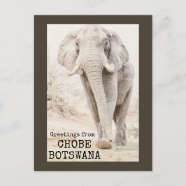Cartão Postal Chobe Botswana Elephant