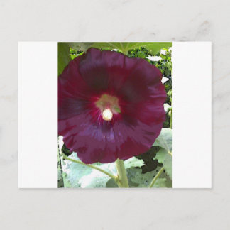 Cartão Postal Chocolate Hollyhock