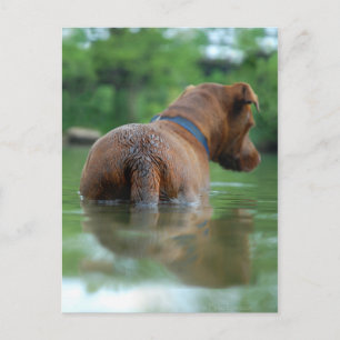 Cartão Postal Chocolate Lab Mistura Cão Nadação 4