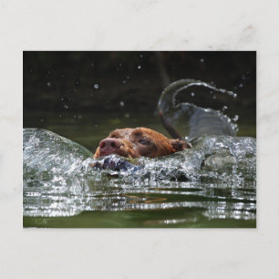 Cartão Postal Chocolate Lab Mistura Cão Nadação 5
