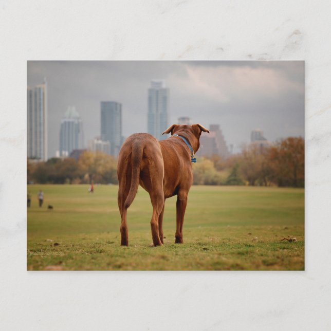 Cartão Postal Chocolate Lab - Mix Dog - Austin TX (Frente)