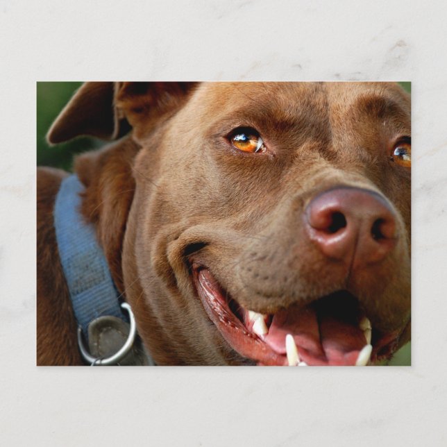 Cartão Postal Chocolate Lab Pit Mix Dog Happy Sorri (Frente)