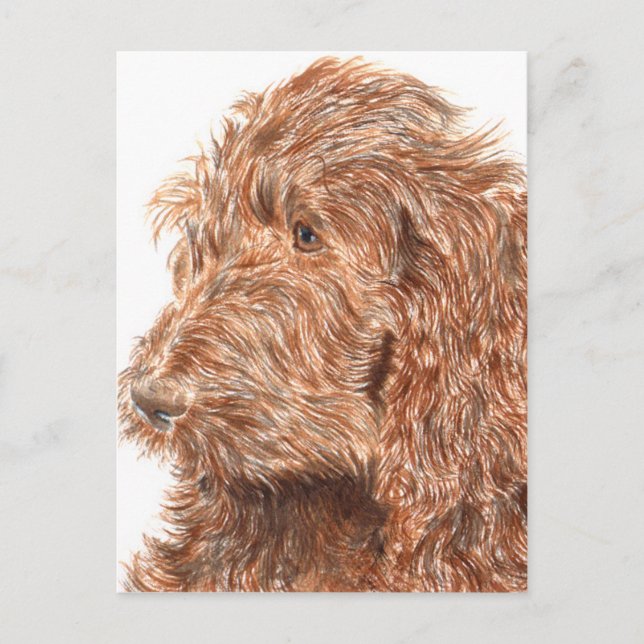 Cartão Postal Chocolate Labradoodle (Frente)