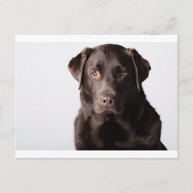 Cartão Postal Chocolate Labrador (Frente)