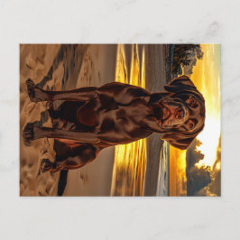 Cartão Postal Chocolate Labrador no Sunset