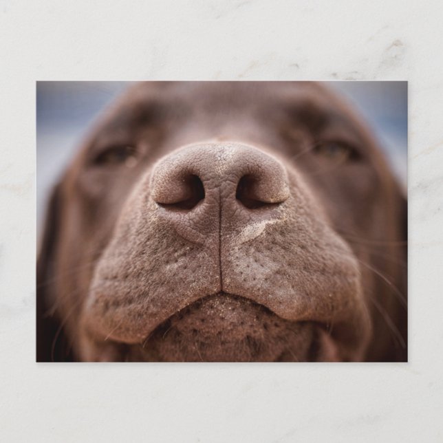 Cartão Postal Chocolate Labrador Nose Closeup (Frente)
