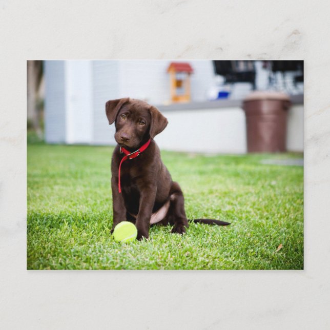 Cartão Postal Chocolate Labrador Puppy Com Bola De Tênis (Frente)