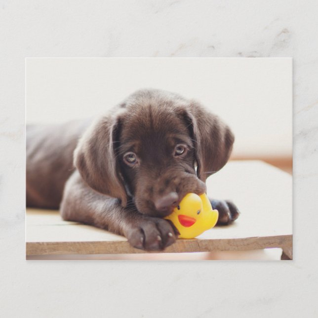 Cartão Postal Chocolate Labrador Puppy Com Pato De Brinquedo (Frente)