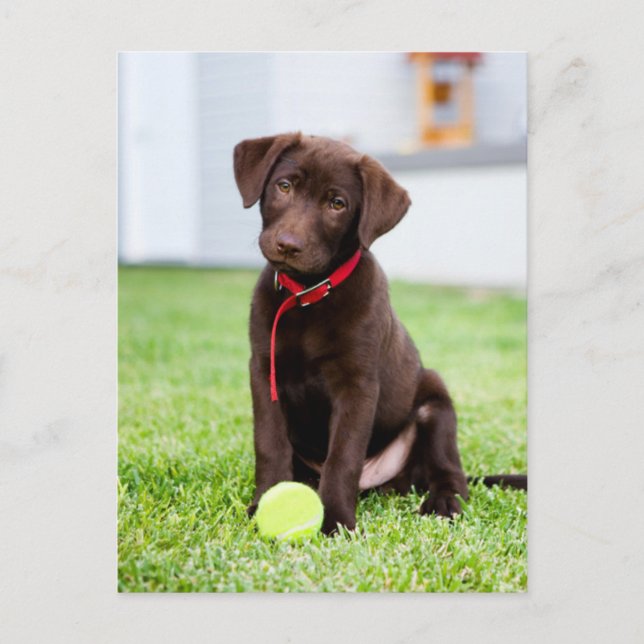 Cartão Postal Chocolate Labrador Puppy With Tennis Ball (Frente)
