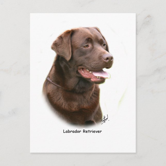 Cartão Postal Chocolate Labrador Retriever (Frente)