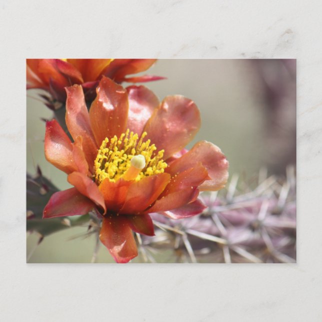 Cartão postal Cholla Bloom (Frente)