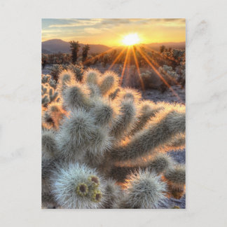 Cartão Postal Chollas Cactus Sunrise