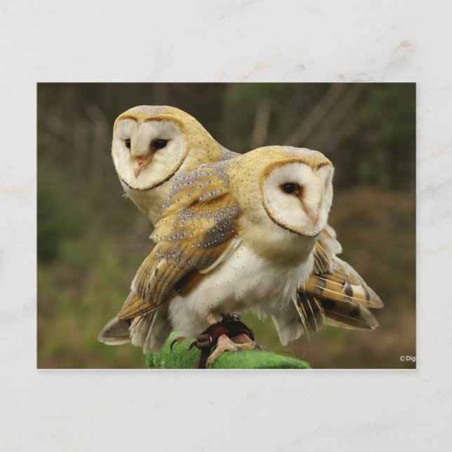 Cartão Postal Chouette (Frente)