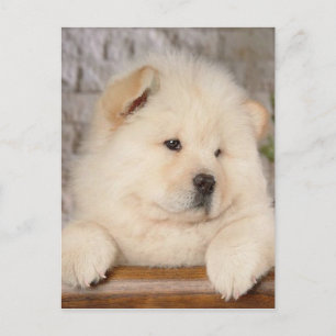 Cartão Postal Chow Chow