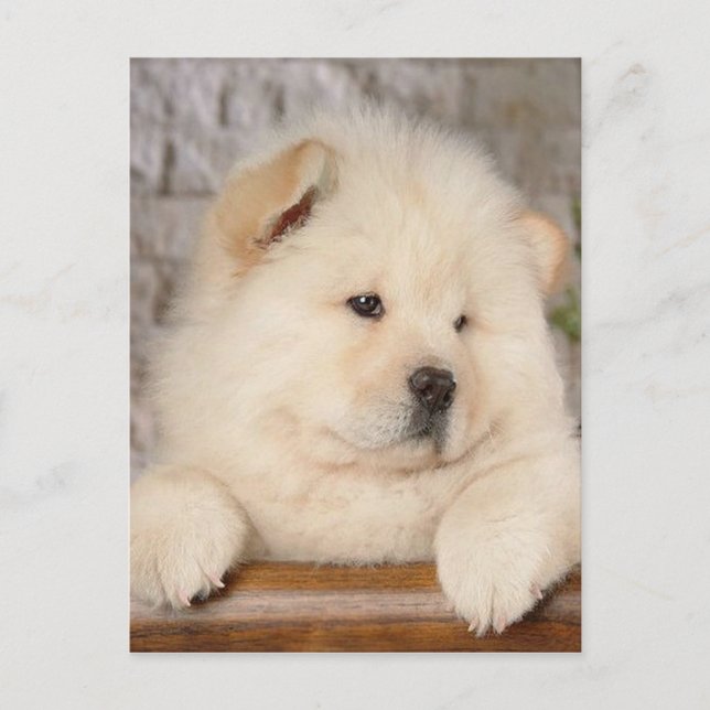 Cartão Postal Chow Chow (Frente)