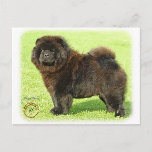Cartão Postal Chow Chow 9B011D-08 (Frente)