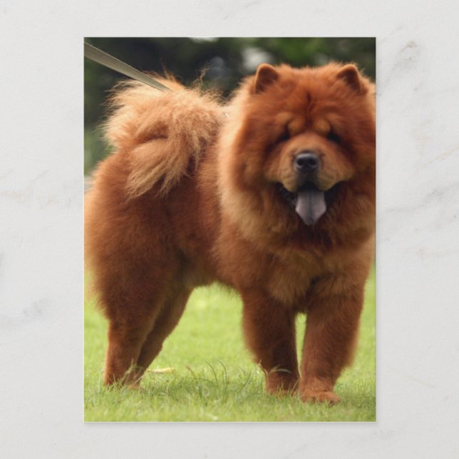 Cartão Postal Chow Chow Chow Dog Poses (Frente)