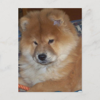 Cartão Postal Chow Chow Pup