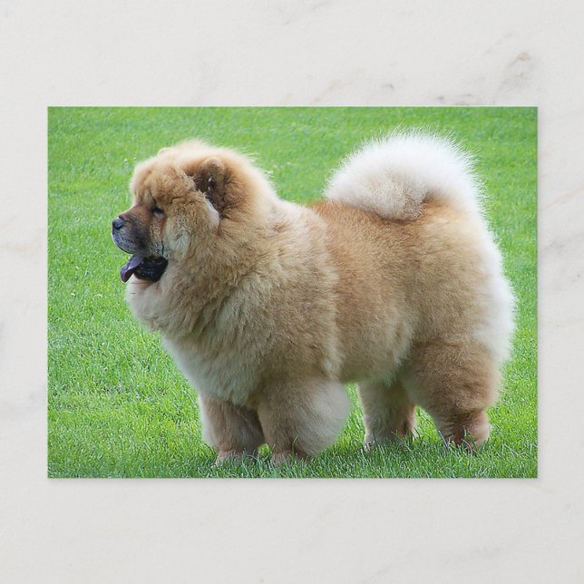 Cartão Postal Chow Chow Puppy Dog - Olá, Amor, Pensando em Você (Frente)
