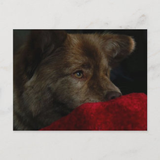 Cartão Postal chow mix with heart post card