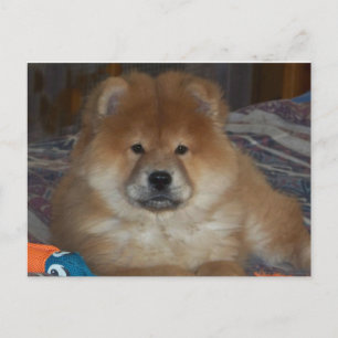 Cartão Postal Chow Puppy
