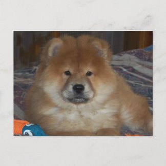 Cartão Postal Chow Puppy