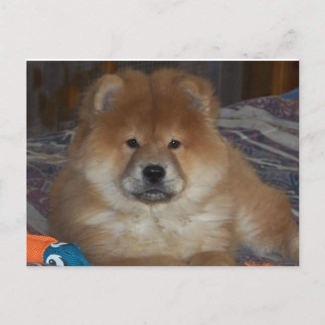 Cartão Postal Chow Puppy (Frente)
