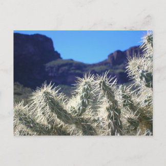 Cartão Postal Choya Cactus - Cartão-postal de Arizona