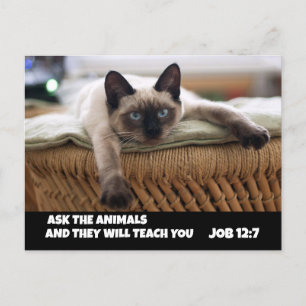 CARTÃO POSTAL CHRISTIAN CAT 12:7 GATO SIAMESE