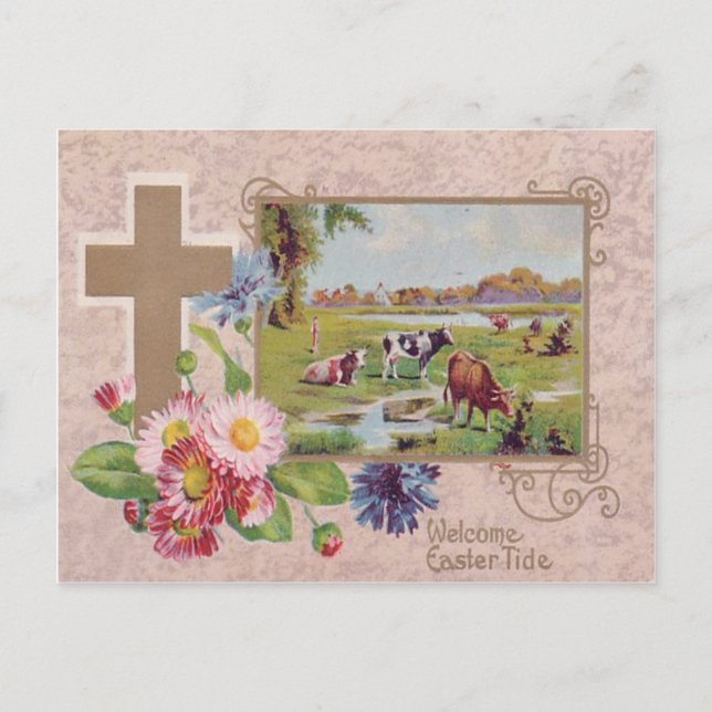 Cartão Postal Christian Cross Daisy Cow Pasture (Frente)