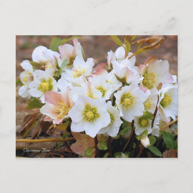 Cartão Postal Christmas Rose [Postcard] (Frente)