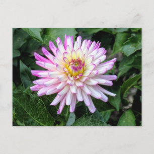 Cartão Postal Chrysanthemum, Bute Park, Cardiff, Wales
