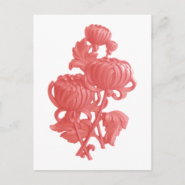 Cartão Postal Chrysanthemum Rosa (Frente)