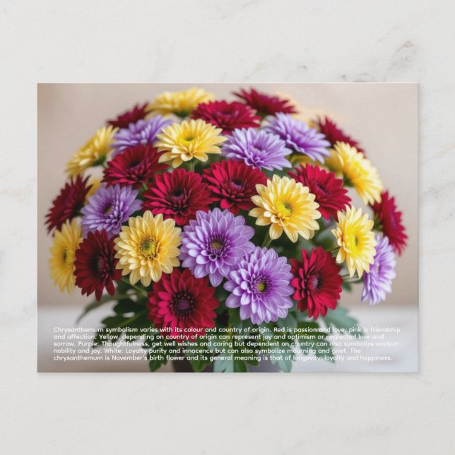 Cartão Postal Chrysanthemum Symbolism (Frente)