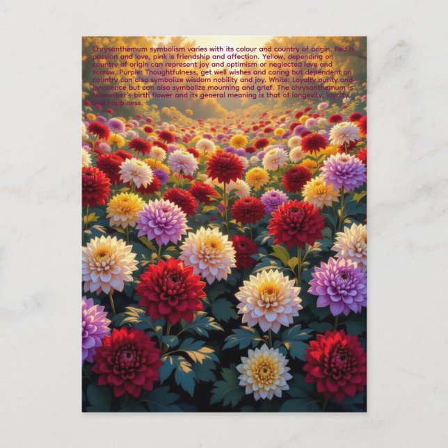 Cartão Postal Chrysanthemum Symbolism (Frente)