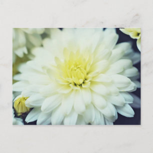 Cartão Postal Chrysanthemum Texturado