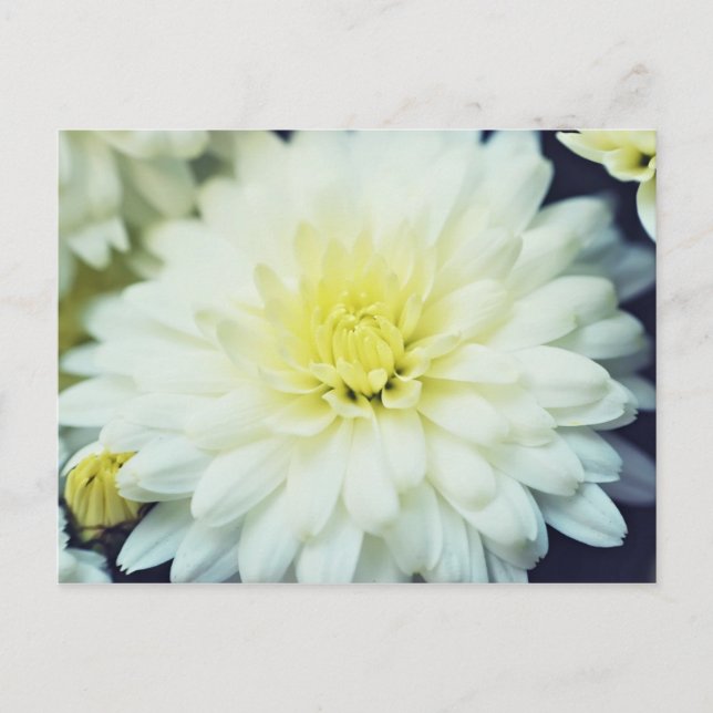 Cartão Postal Chrysanthemum Texturado (Frente)