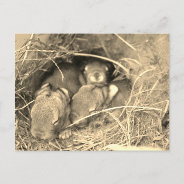 Cartão Postal Chubby Bunny Challenge - (Frente)